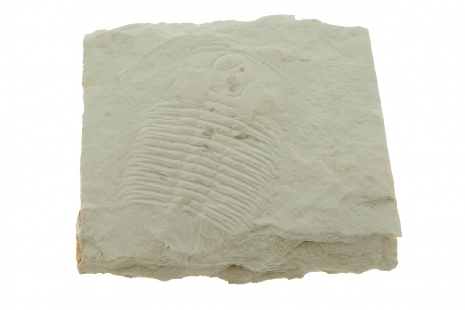xystridura