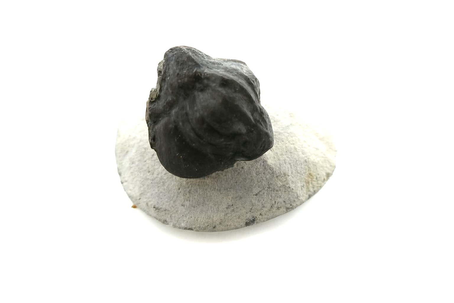 Proetus granulosa.