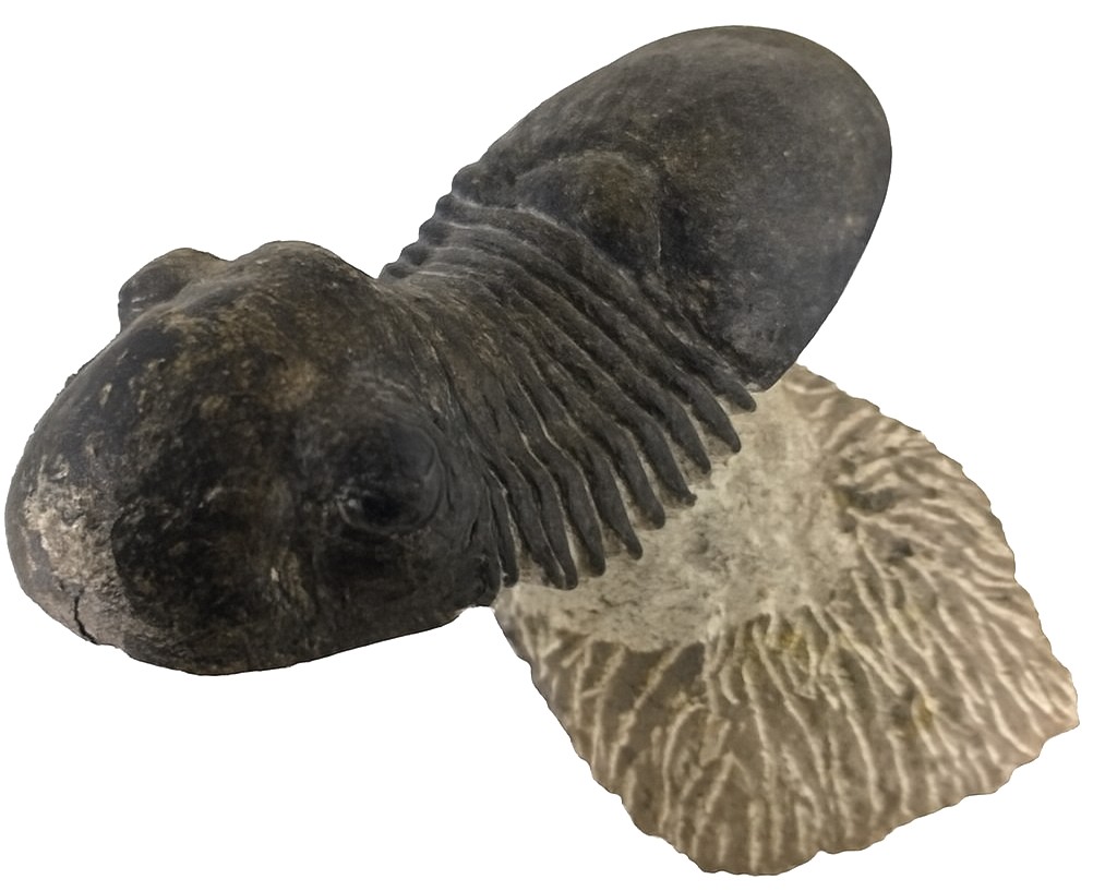 Paralejurus dormitzeri.