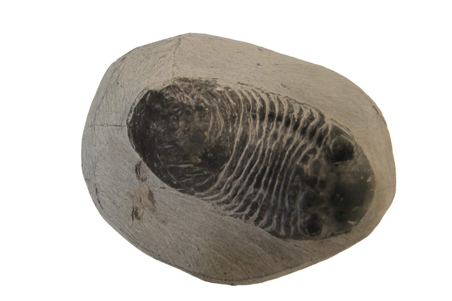 Paralejurus dormitzeri.