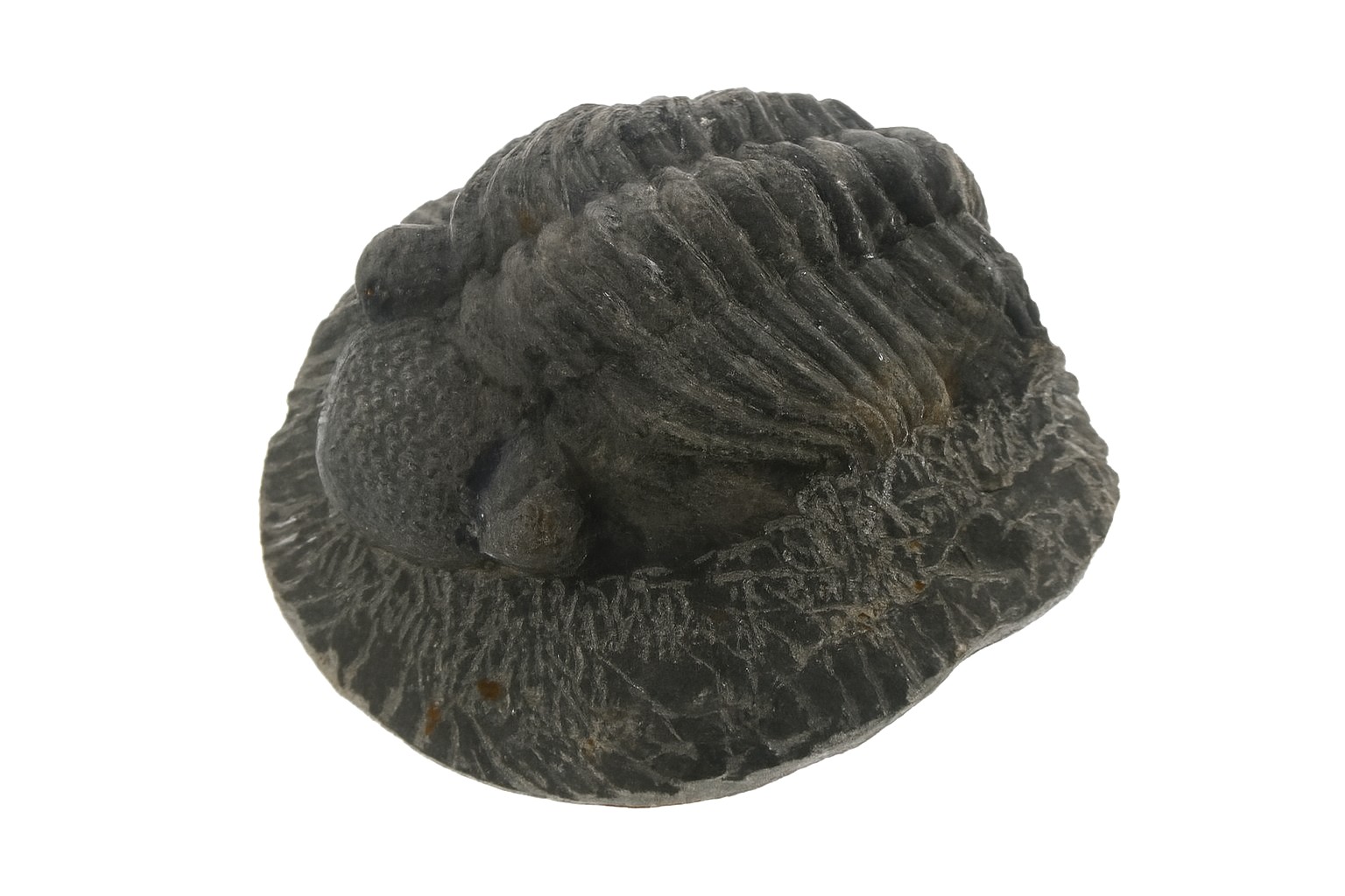 Phacops africanus.