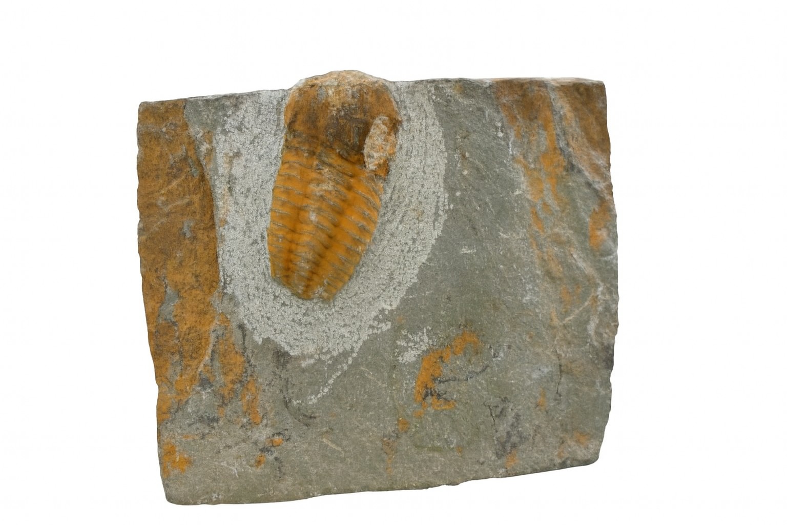 Unidentified trilobite.